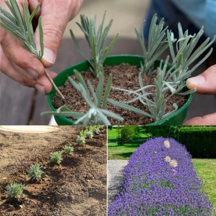 Propagazione dellaloe vera: coltivazione di nuove piante da talee di foglie